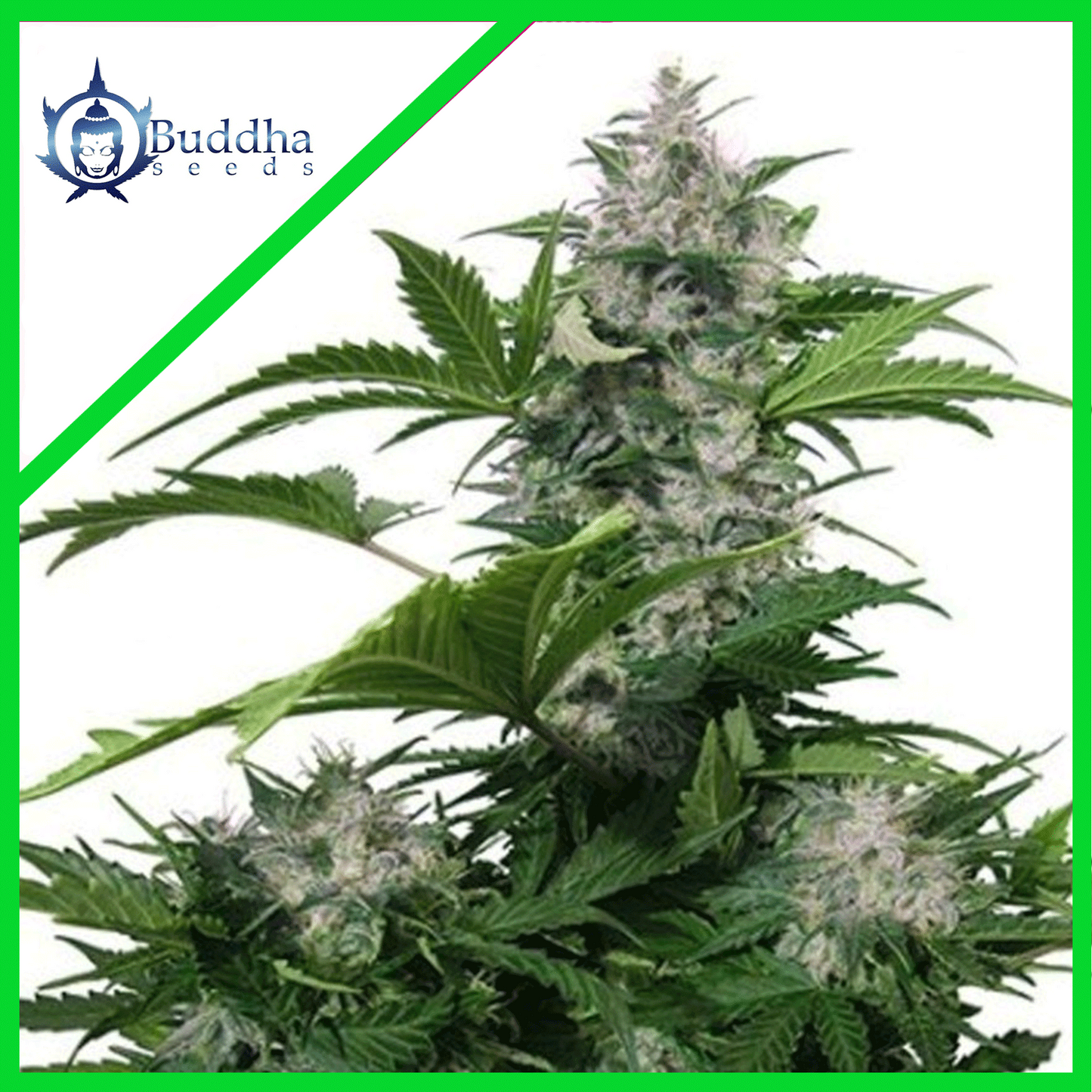 White Dwarf Auto X3+1 - Buddha Seeds