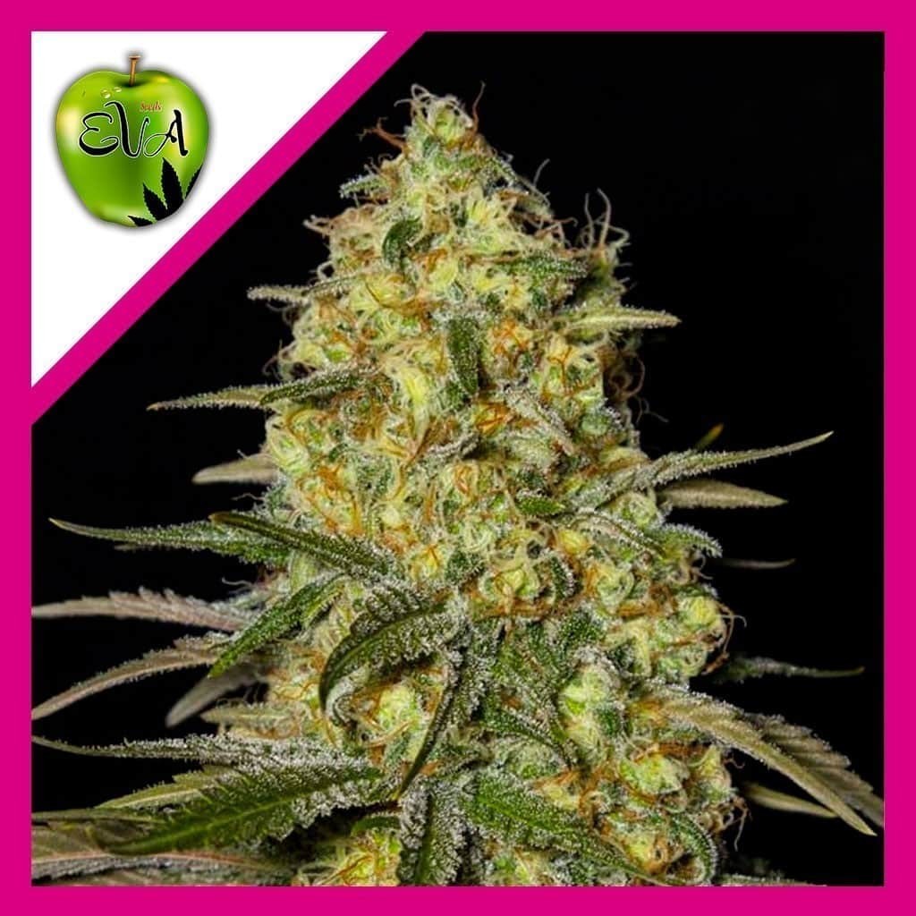 Black Dream Fem X3+1 - Eva Seeds