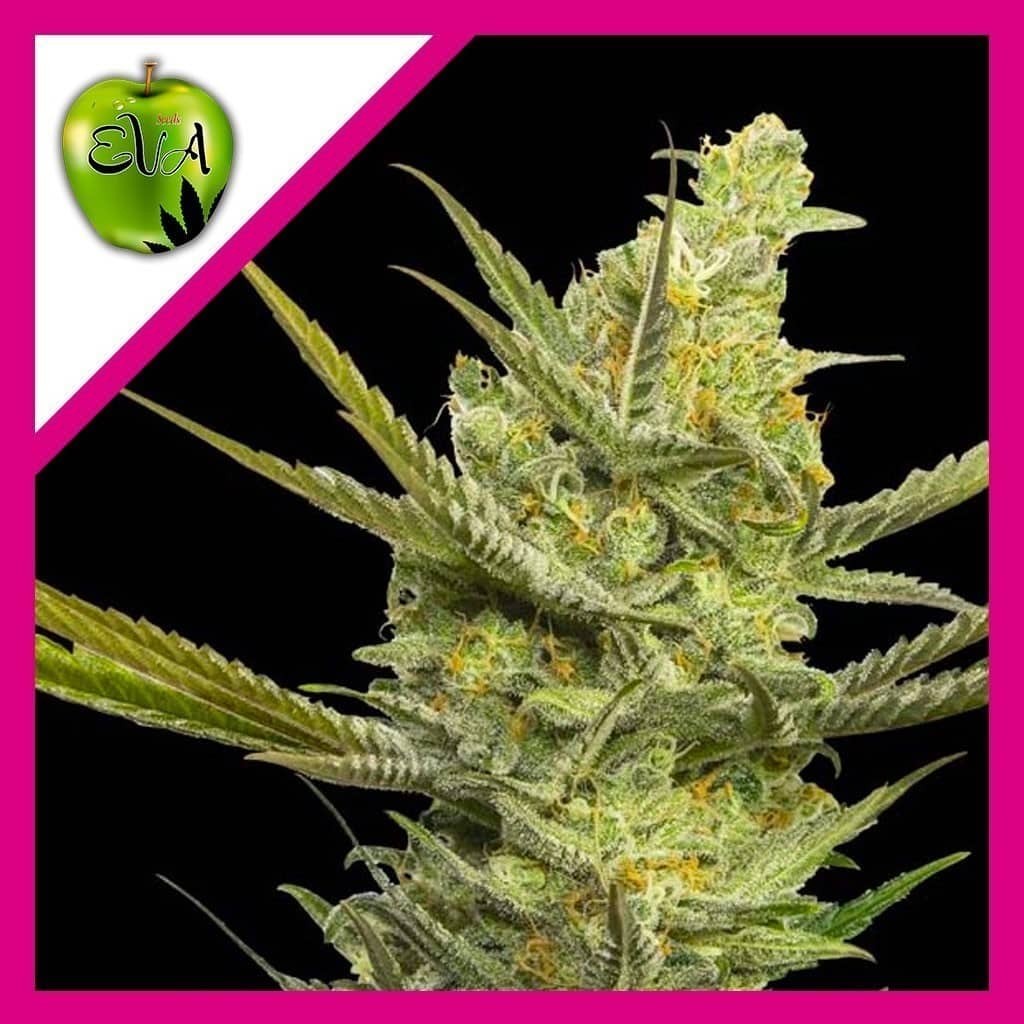 Gipsy Haze Fem X3+1 - Eva Seeds