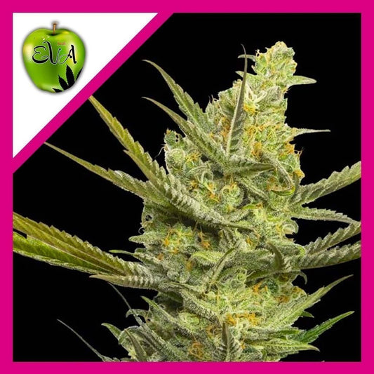 Gipsy Haze Fem X3+1 - Eva Seeds