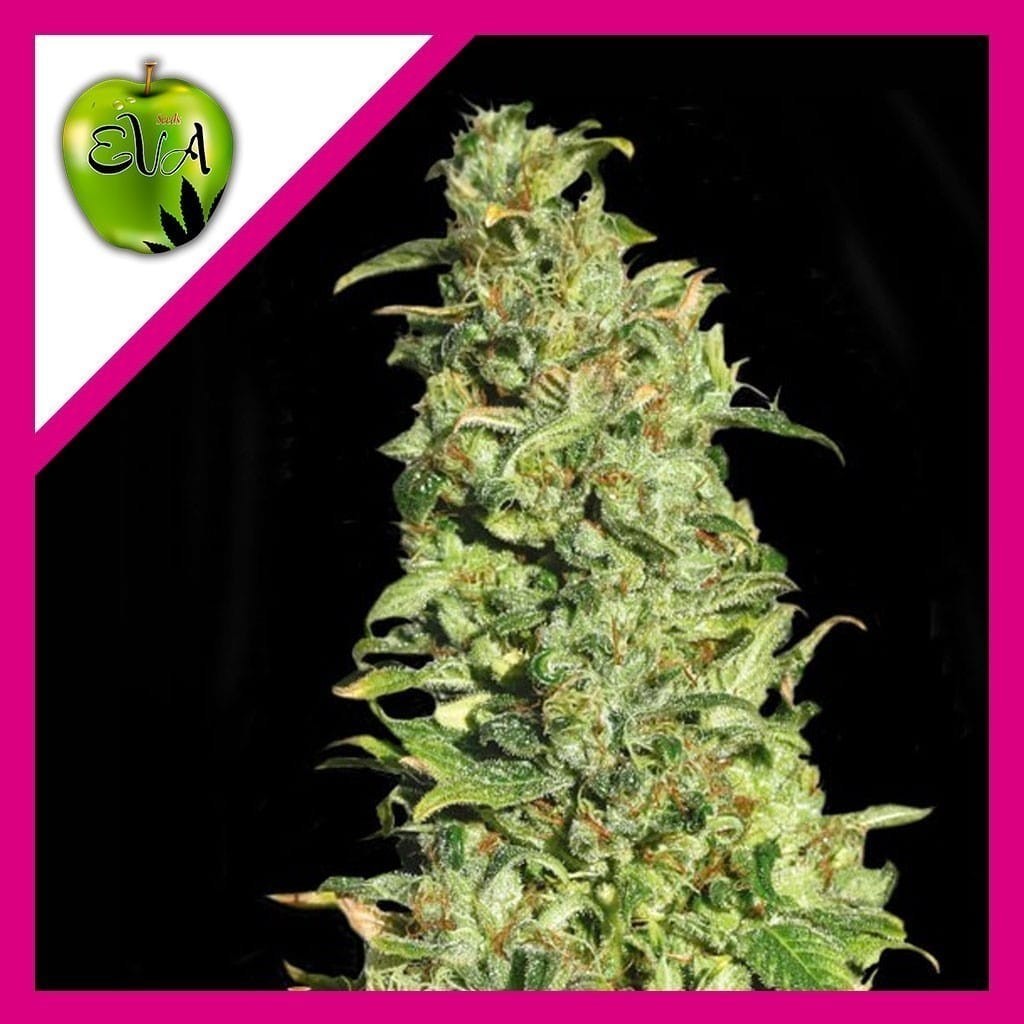 High Level Fem X3+1 - Eva Seeds