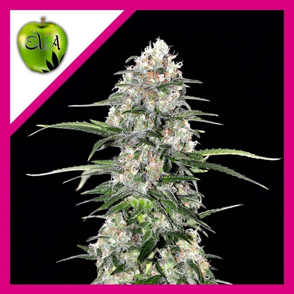 JAMAICAN DREAM FEM X3+1 - EVA SEEDS