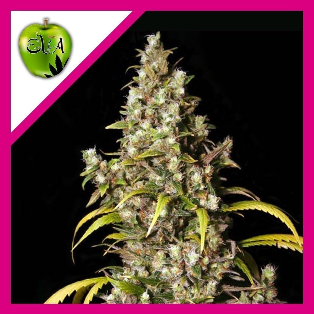 Monster Fem X3+1 - Eva Seeds