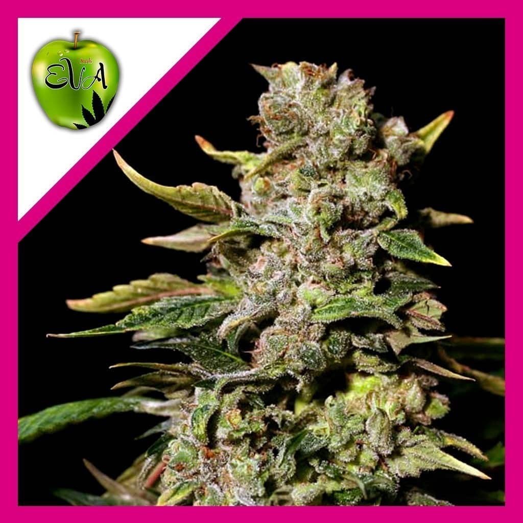 Tnt Kush Fem X3+1 - Eva Seeds