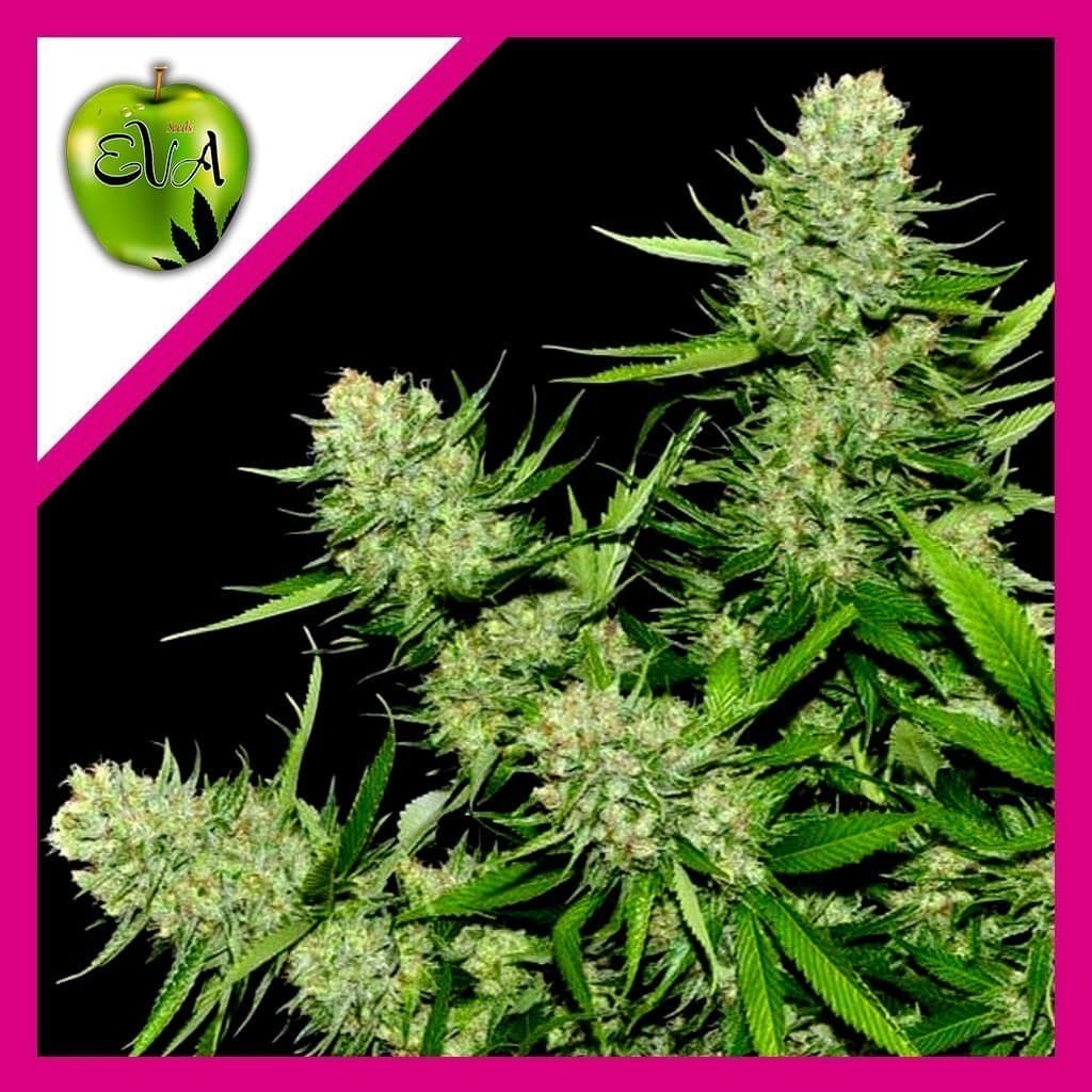 Veneno Fem X3+1 - Eva Seeds