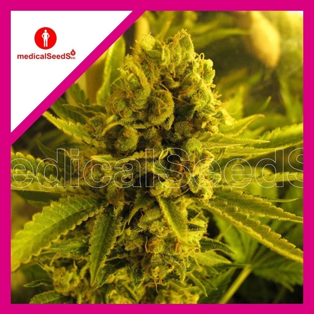 Channel + Fem X3+2 - Medical Seeds