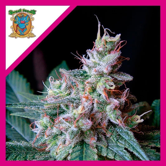 Cream Caramel F1 Fem X3+1 - Sweet Seeds