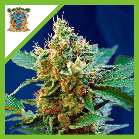 Cream Mandarine Xl Auto X3+1 - Sweet Seeds