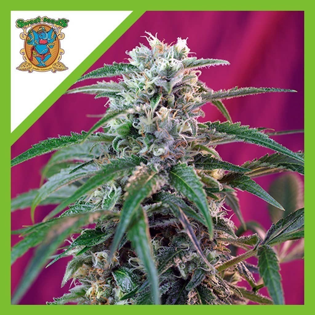 Green Poison Auto X3+1 - Sweet Seeds