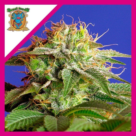 Green Poison F1 Fem X3+1 - Sweet Seeds