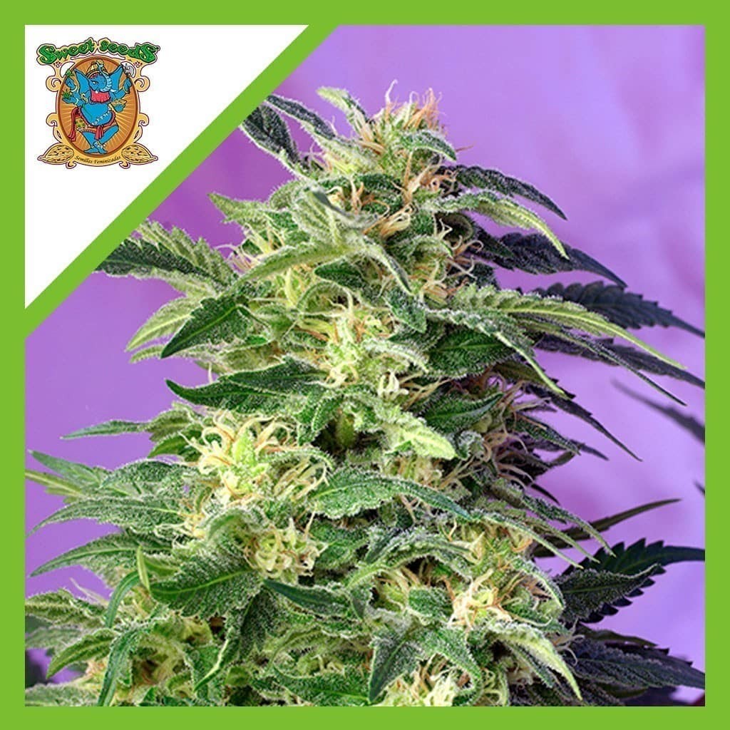 Killer Kush Auto X3+1 - Sweet Seeds