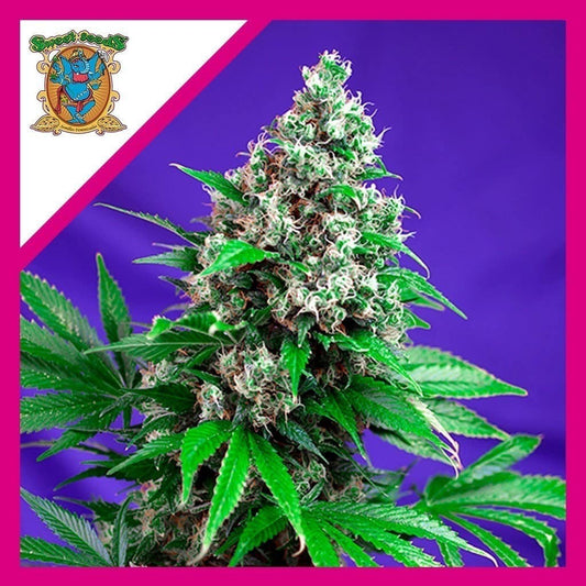 Killer Kush F1 Fem X3+1 - Sweet Seeds