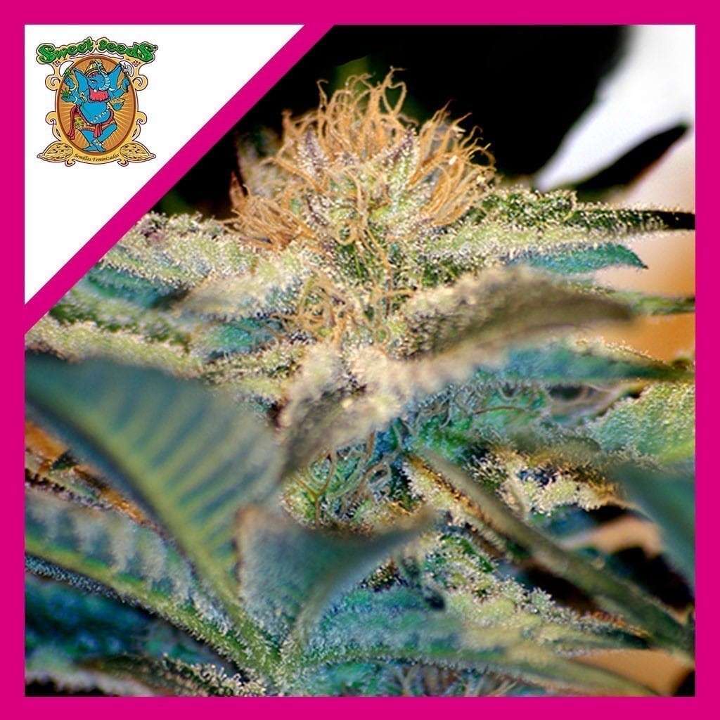Mohan Ram Fem X3+1 - Sweet Seeds
