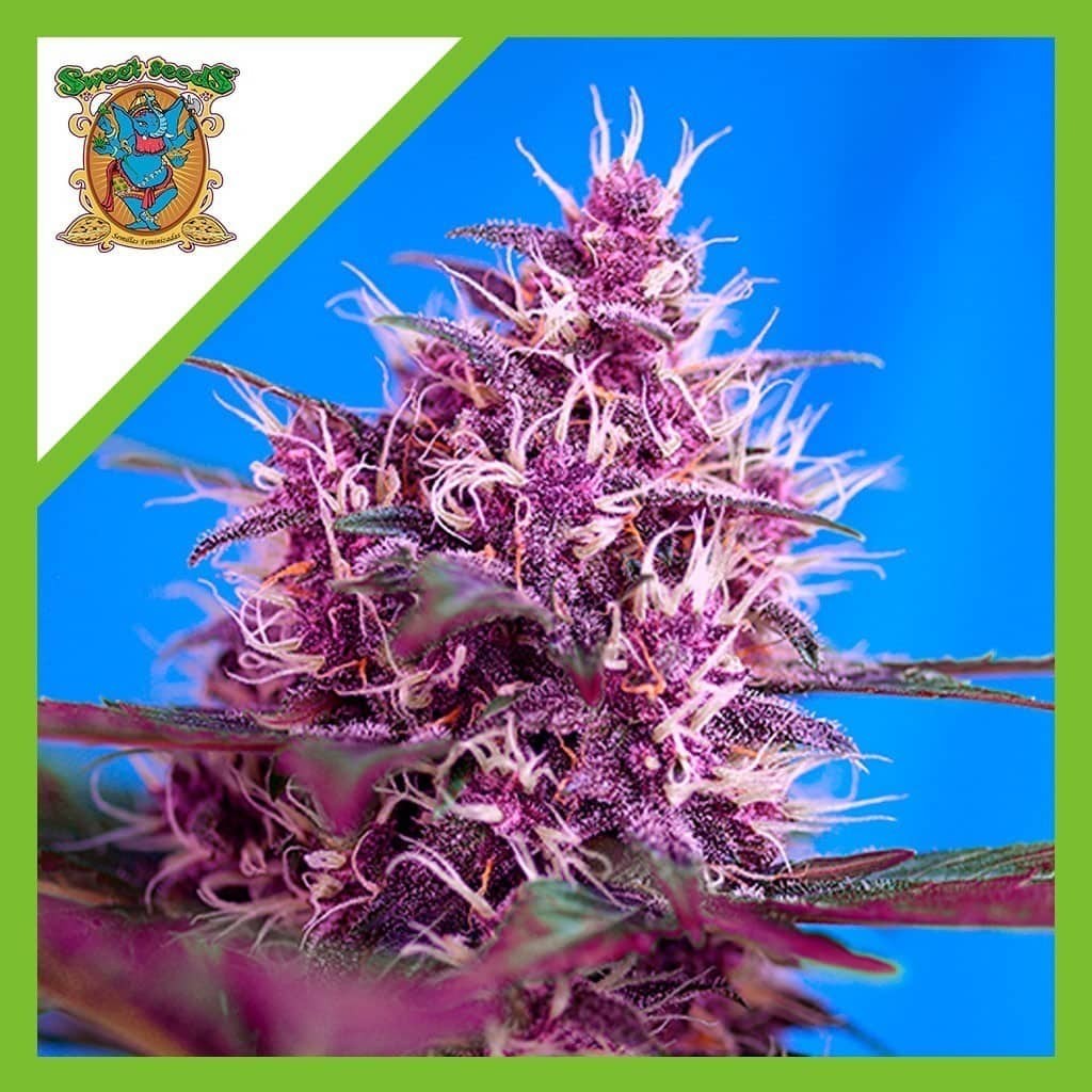 Red Poison Red Family Auto X3+1 - Sweet Seeds