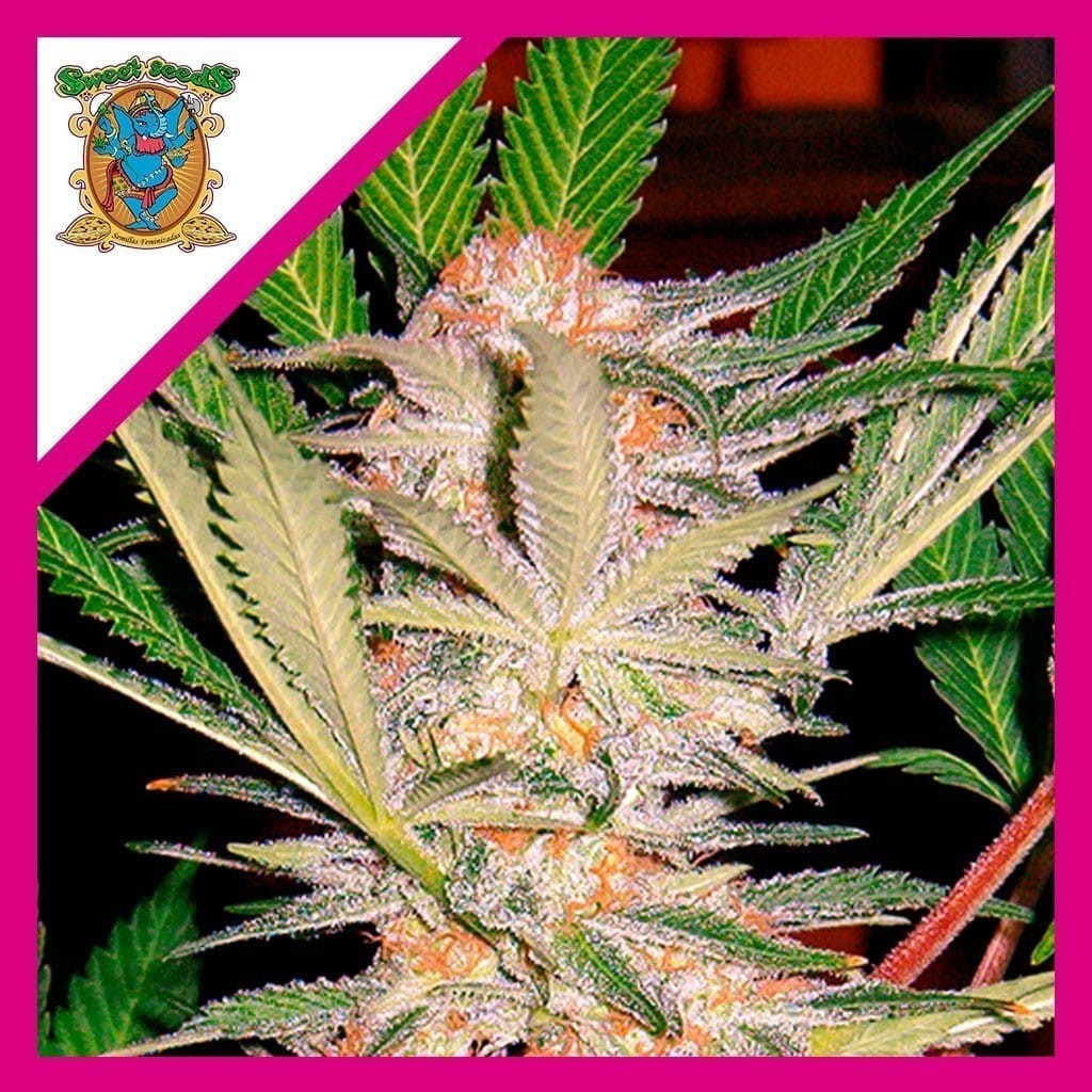 Sad Fem X3+1 - Sweet Seeds