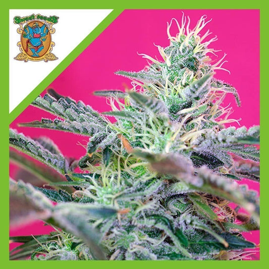 Sweet Cheese Auto X3+1 - Sweet Seeds
