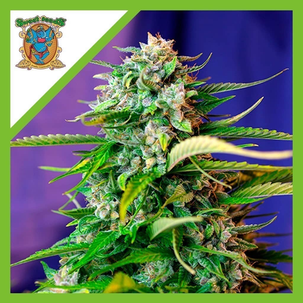 Jack 47 Auto X3+1 - Sweet Seeds