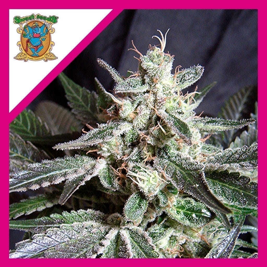 Black Jack Fem X3+1 - Sweet Seeds