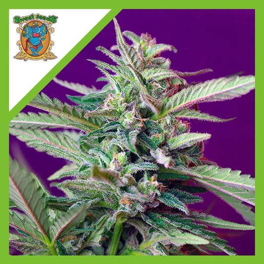 Sad Auto X3+1 - Sweet Seeds