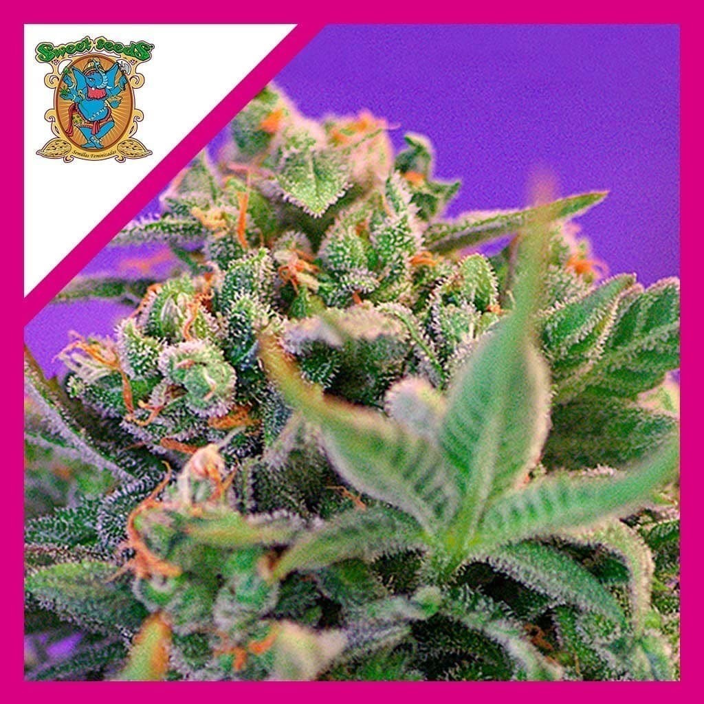 Sweet Cheese Fem X3+1 - Sweet Seeds