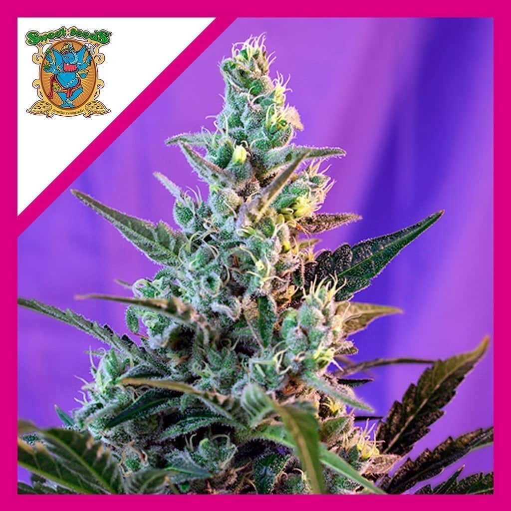 Sweet Skunk F1 Fem X3+1 - Sweet Seeds