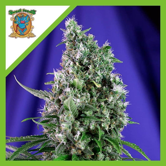 Sweet Trainwreck Auto X3+1 - Sweet Seeds