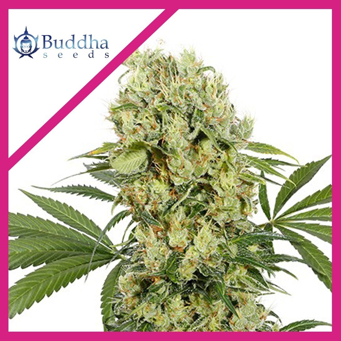 Medikit Fem X3+1 - Buddha Seeds