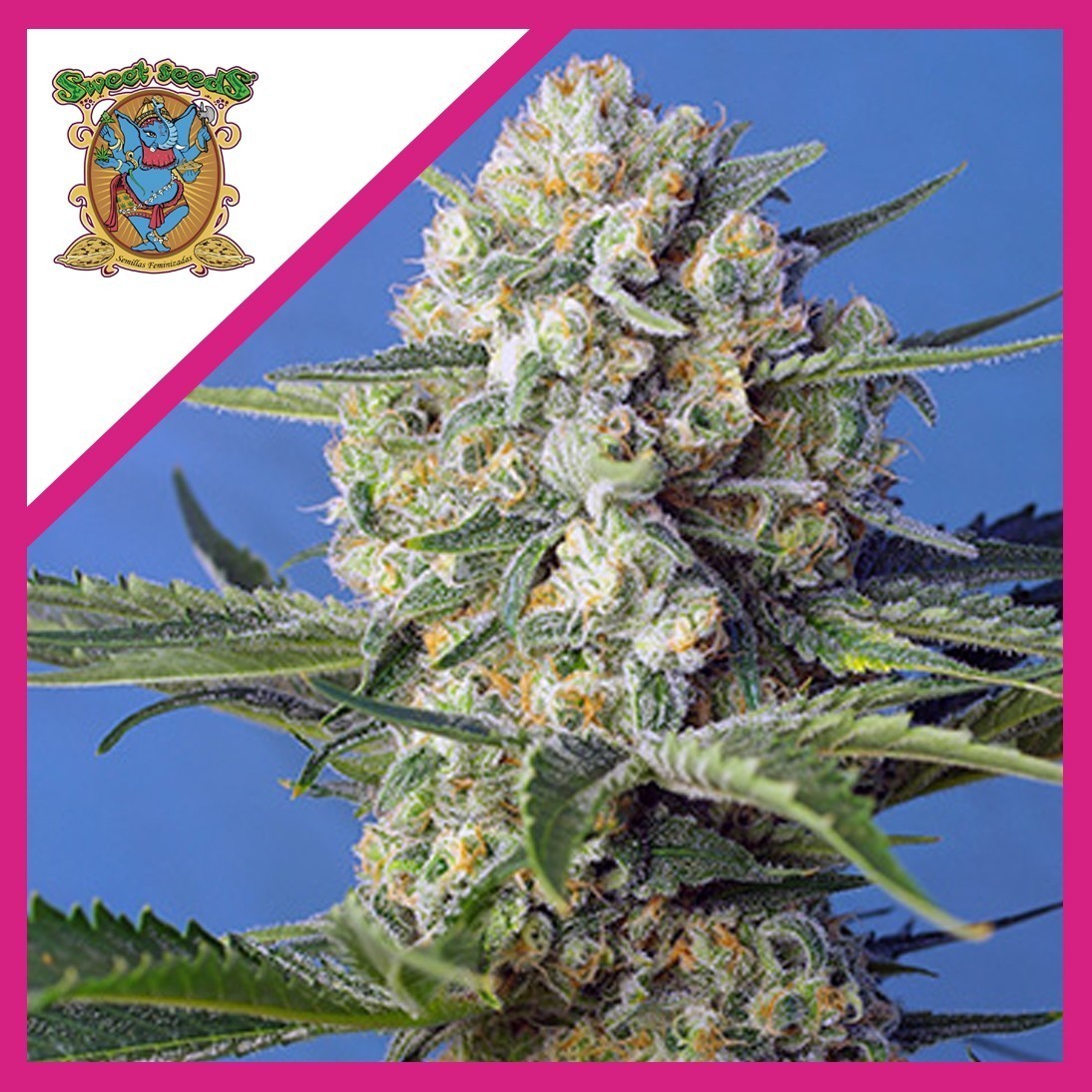 Crystal Candy Fem X3+1 - Sweet Seeds