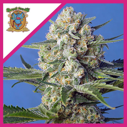 Crystal Candy Fem X3+1 - Sweet Seeds