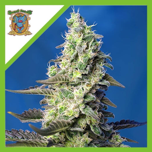Green Poison Xl Auto X3+1 - Sweet Seeds