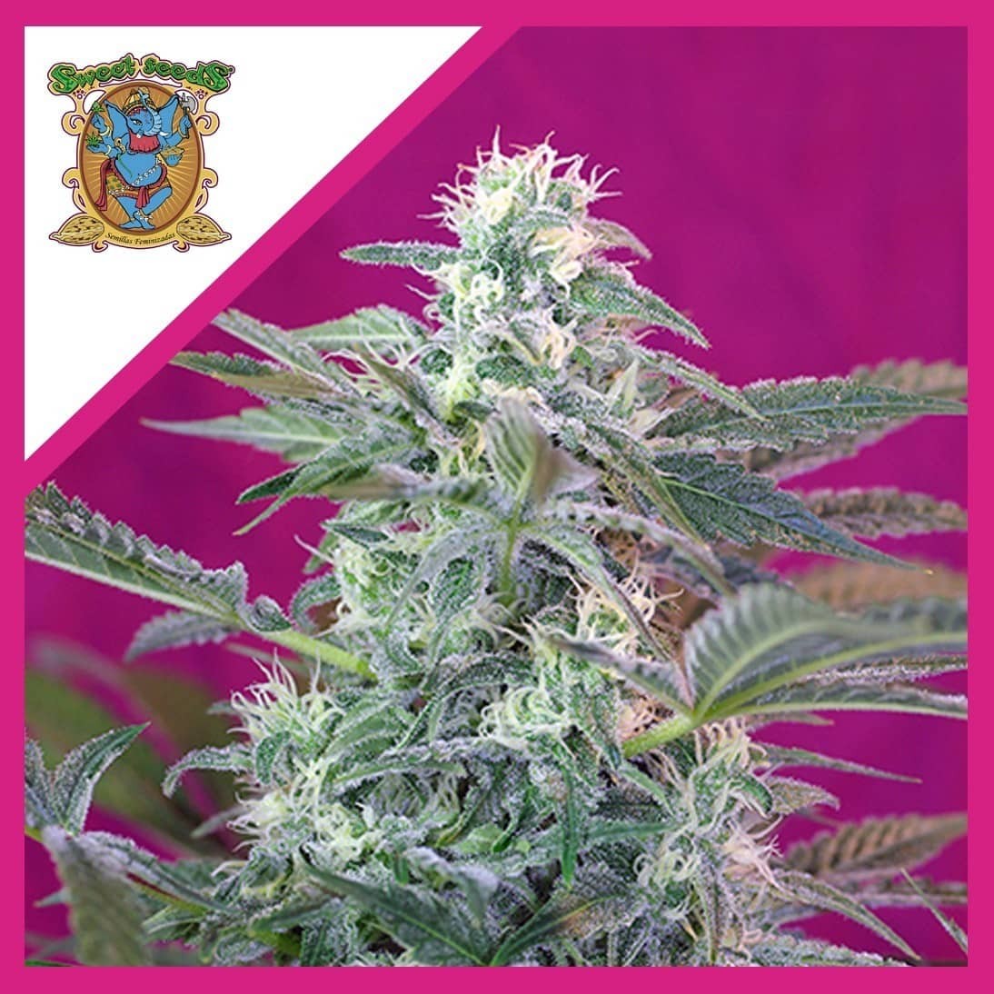 Big Foot Fem X3+1 - Sweet Seeds