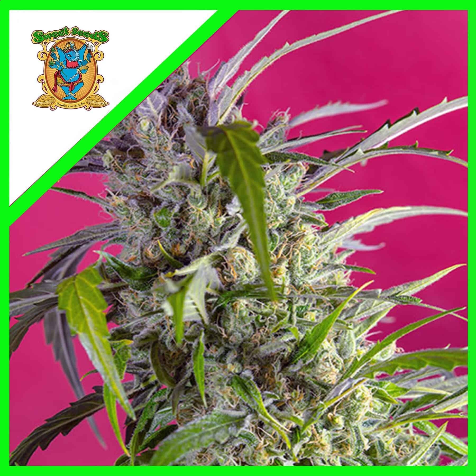 Crystal Candy Auto X3+1 - Sweet Seeds