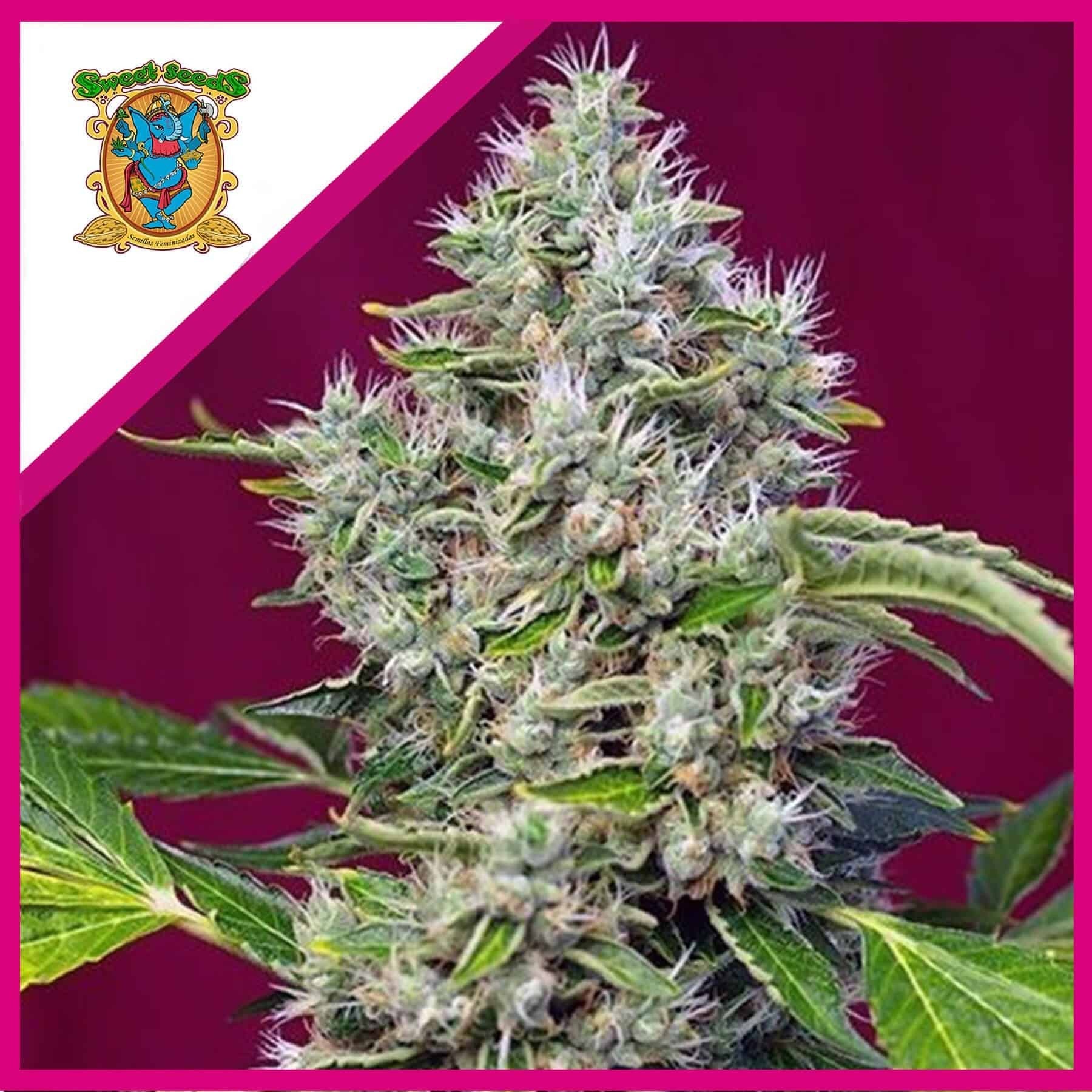 San Fernando Lemon Kush Fem X3+1 - Sweet Seeds