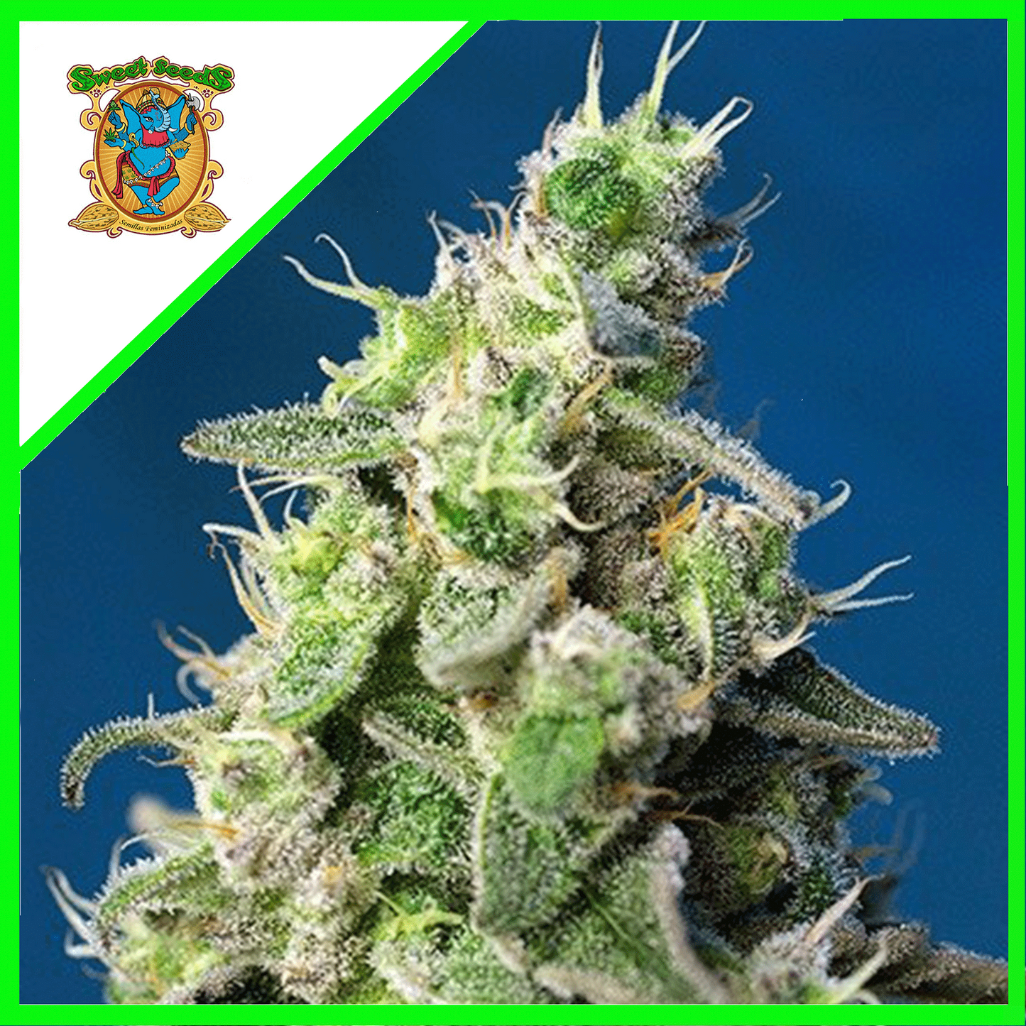 Cheese Xl Auto X3+1 - Sweet Seeds