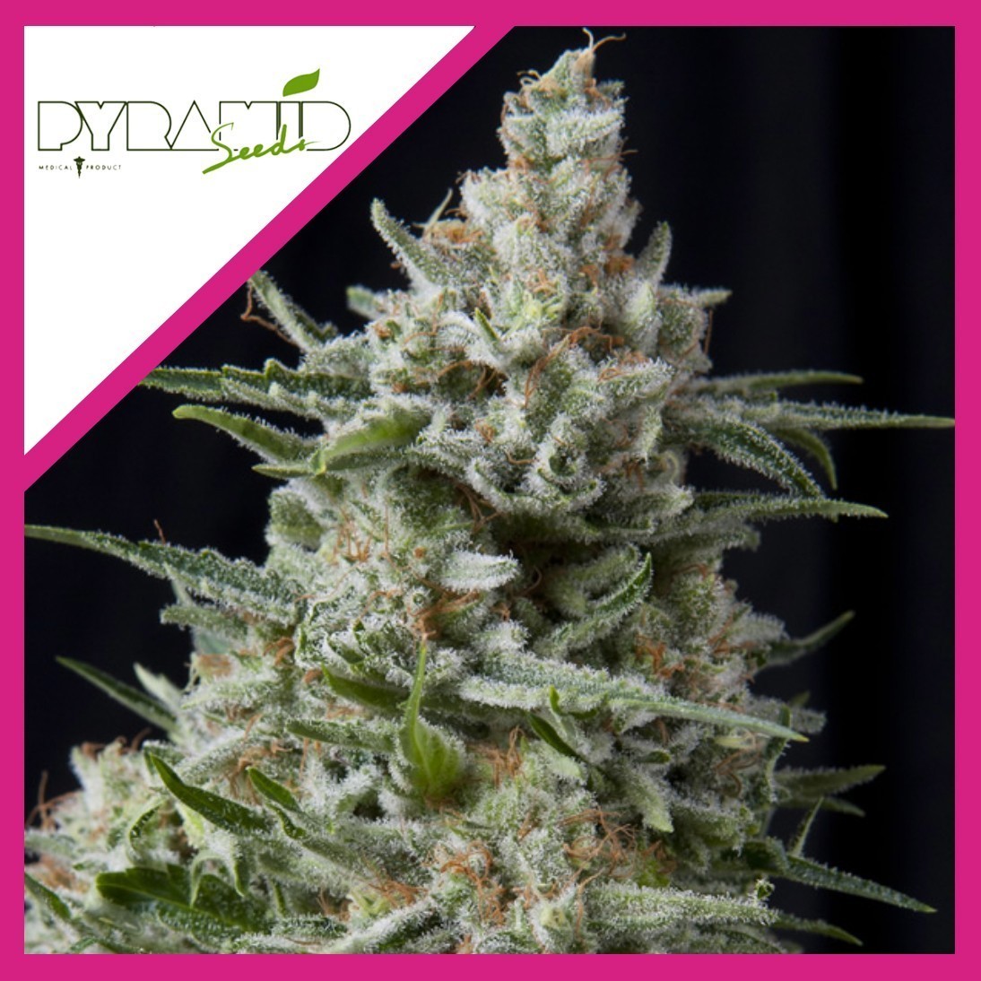 Anesthesia Fem X3+1 - Pyramid Seeds