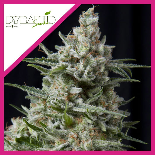 Anesthesia Fem X3+1 - Pyramid Seeds