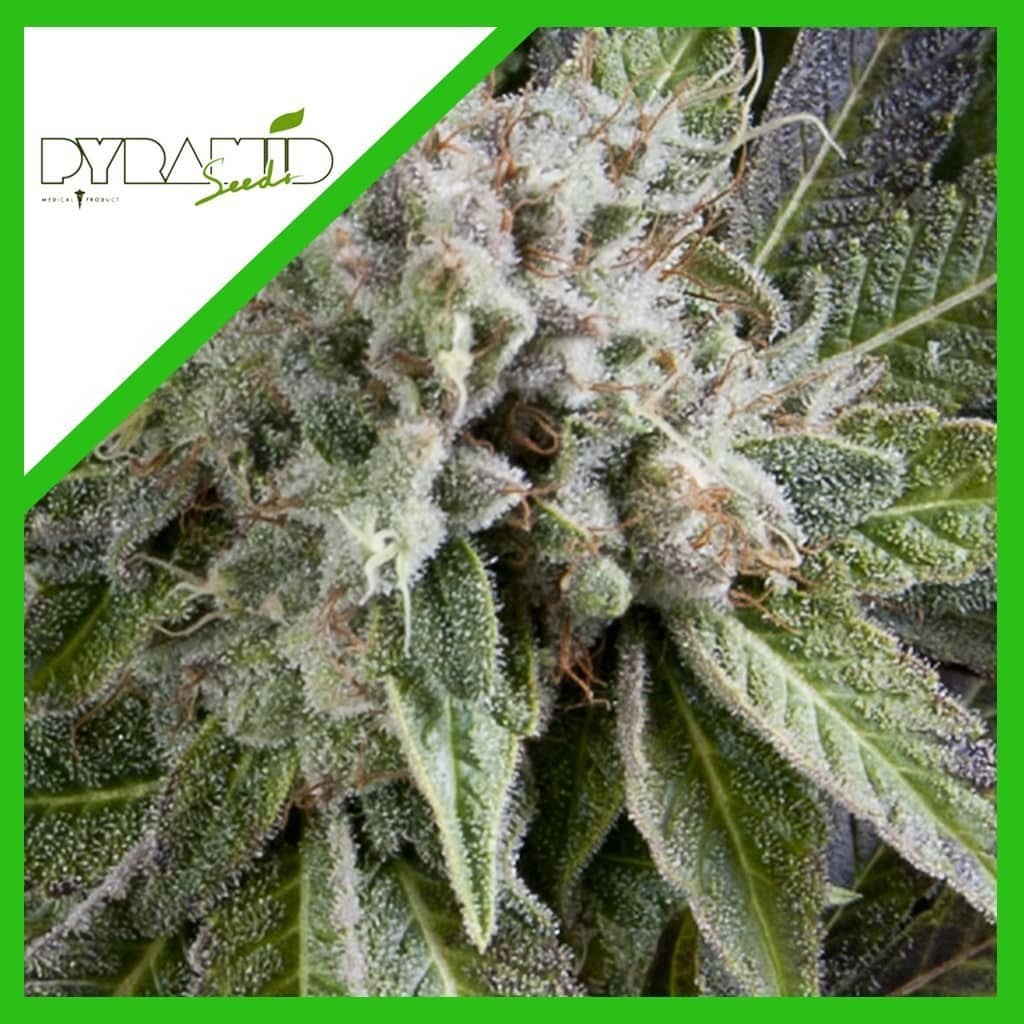 Blue Pyramid Auto X3+1 - Pyramid Seeds