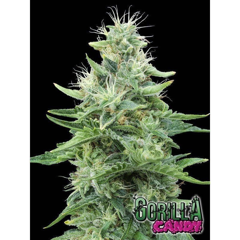 Gorilla Candy Fem X3+1 - Eva Seeds