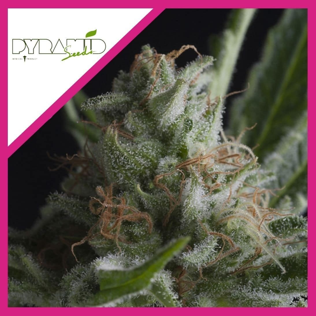 Shark Fem X3+1 - Pyramid Seeds
