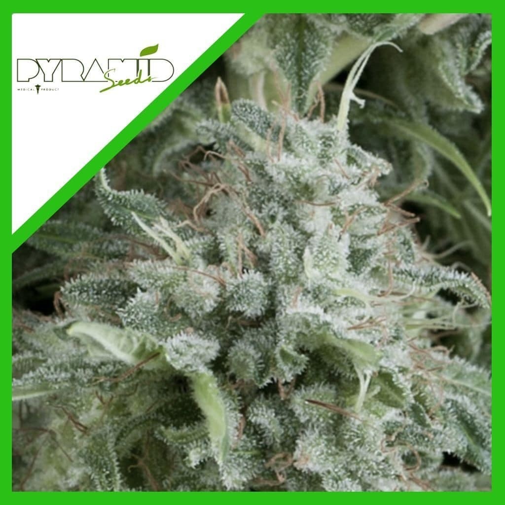 Anubis Auto X3+1 - Pyramid Seeds