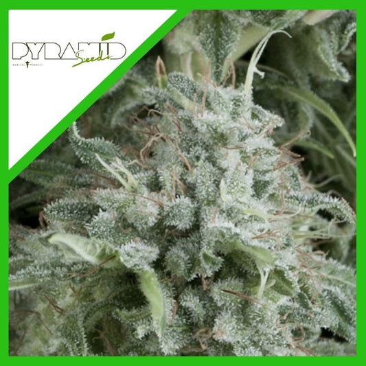 Anubis Auto X3+1 - Pyramid Seeds
