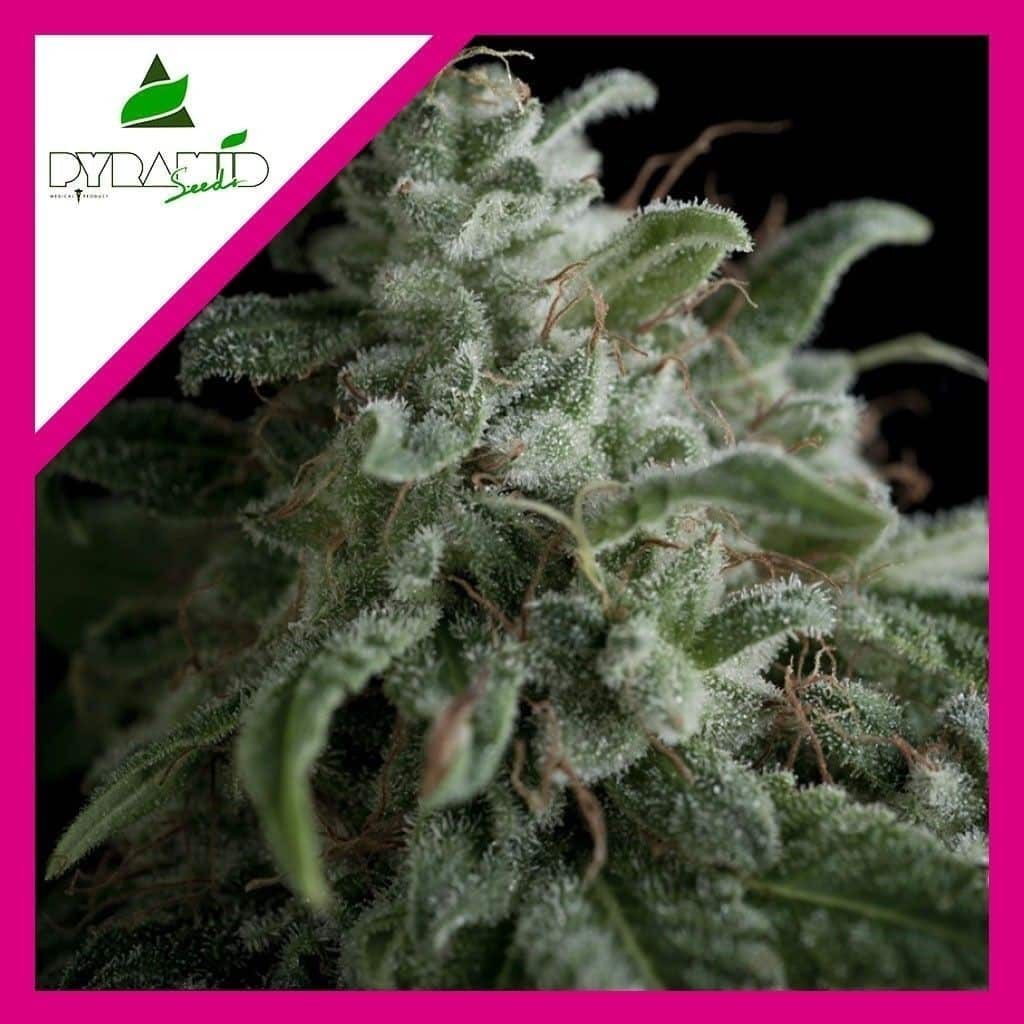 Nefertiti Fem X3+1 - Pyramid Seeds