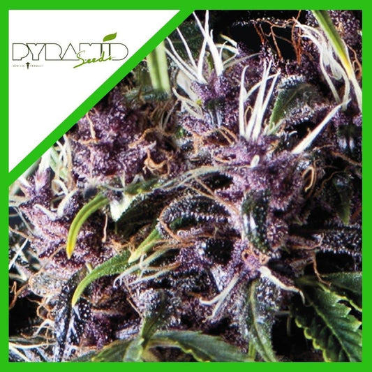 Purple Auto X3+1 - Pyramid Seeds