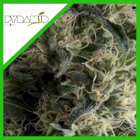 Galaxy Auto X3+1 - Pyramid Seeds