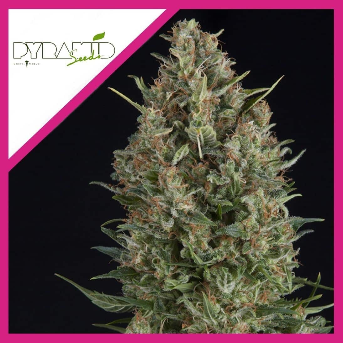 Wembley Fem X3+1 - Pyramid Seeds