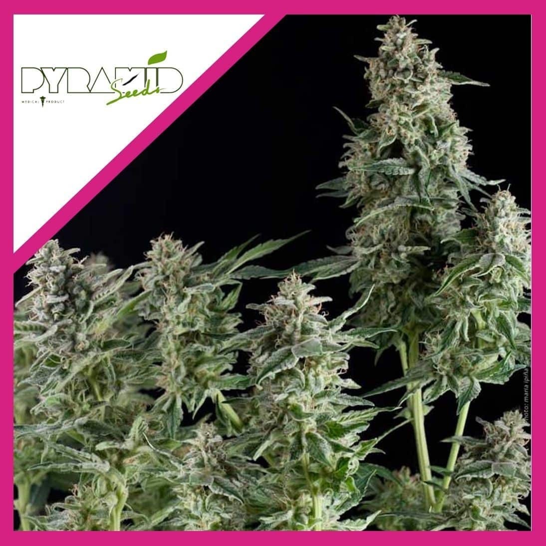 Olympia Fem X3+1 - Pyramid Seeds