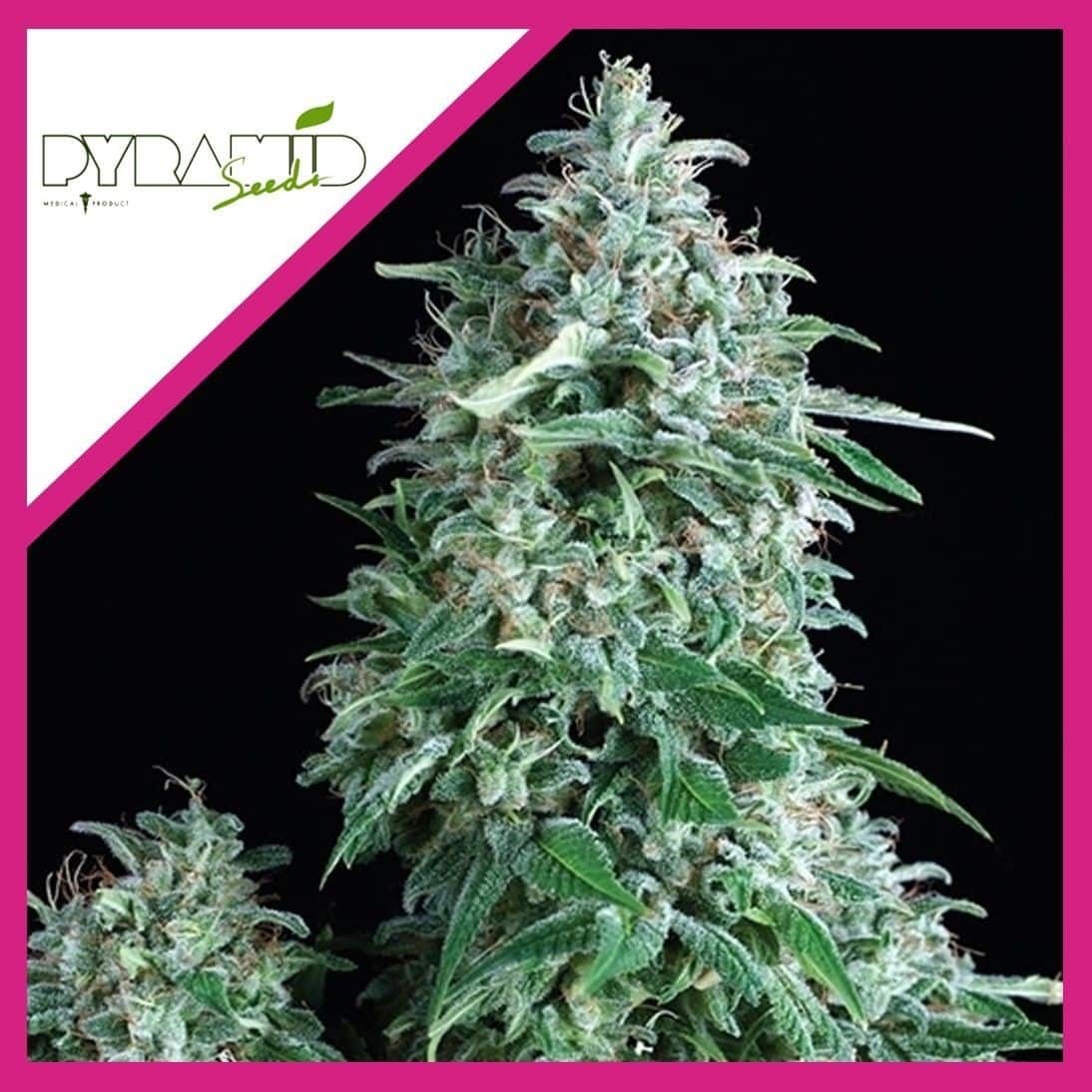 Anubis Fem X3+1 - Pyramid Seeds