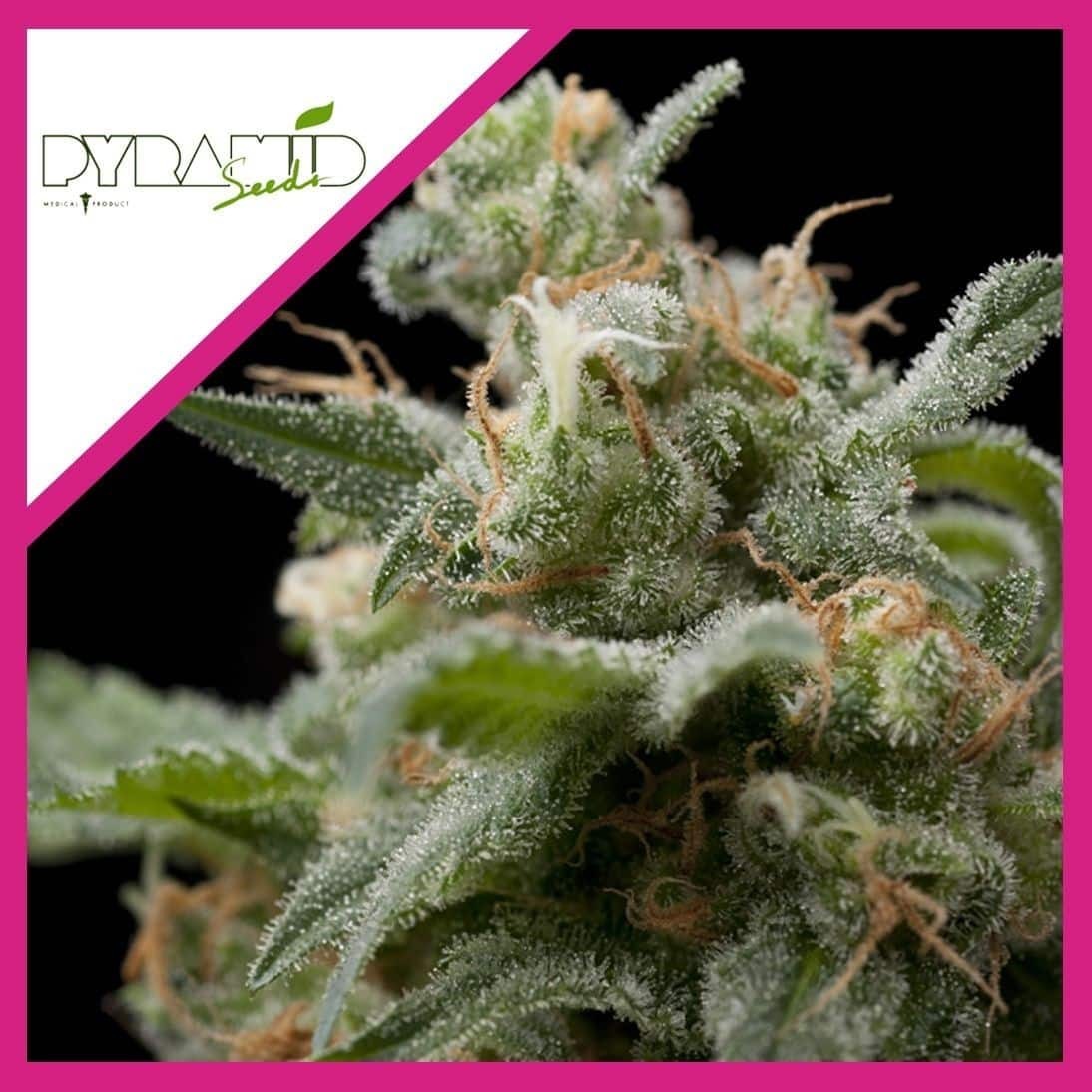 Super Hash Fem X3+1 - Pyramid Seeds