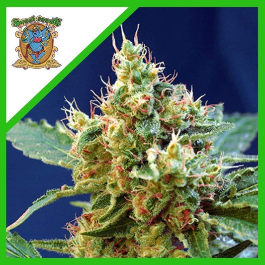 Cream Mandarine Xl Auto X5+2 - Sweet Seeds