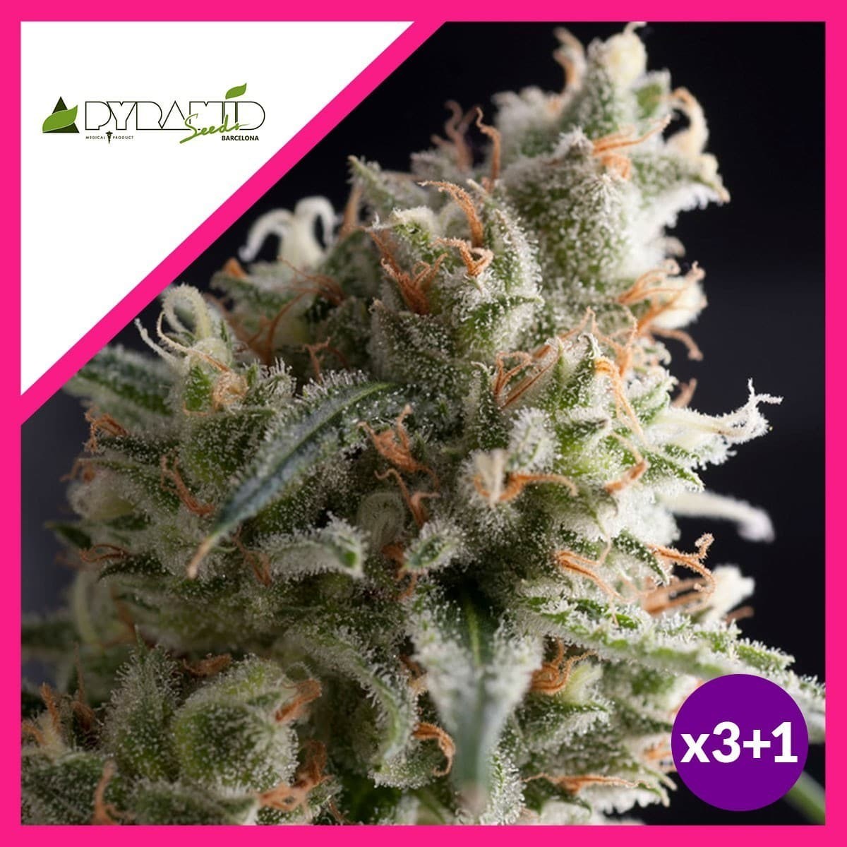 Lennon Fem X3+1 - Pyramid Seeds